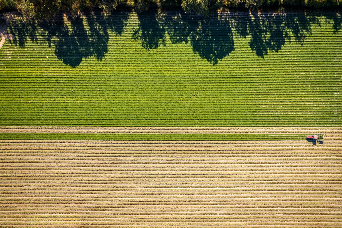 Luftaufnahme eines Feldes während der Erntezeit