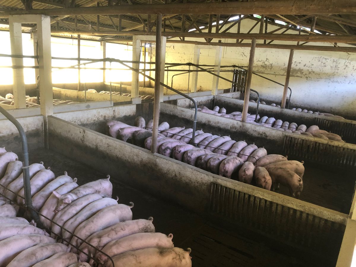 Moderne, geräumige Stallhaltung von landwirtschaftlichem Nutzvieh